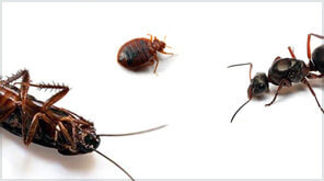 <span style="font-weight: bold;">Дезинсекция</span>