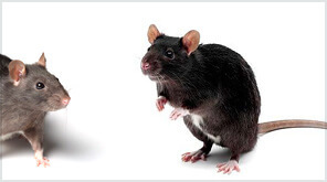 <span style="font-weight: bold;">Дератизация </span>